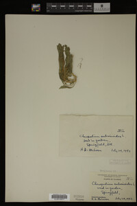 Image Associated With the Occurrence
