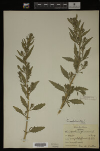 Image Associated With the Occurrence