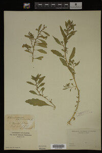 Image Associated With the Occurrence