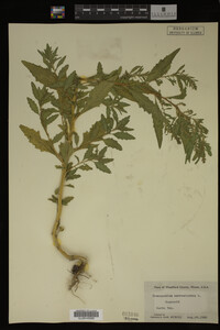 Image Associated With the Occurrence