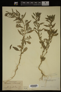 Image Associated With the Occurrence