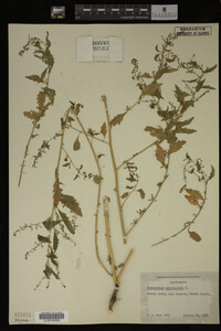 Image Associated With the Occurrence