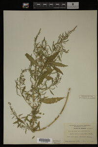 Image Associated With the Occurrence