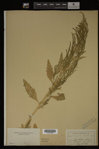Image Associated With the Occurrence