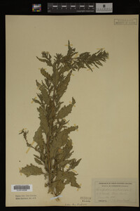 Image Associated With the Occurrence