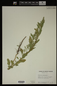 Image Associated With the Occurrence