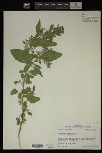Image Associated With the Occurrence