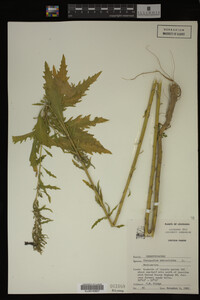 Image Associated With the Occurrence