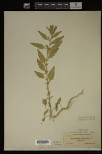 Image Associated With the Occurrence