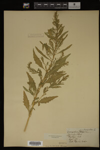 Image Associated With the Occurrence
