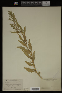 Image Associated With the Occurrence