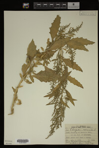 Image Associated With the Occurrence