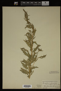 Image Associated With the Occurrence