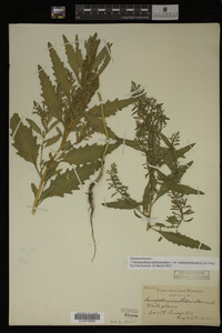 Image Associated With the Occurrence