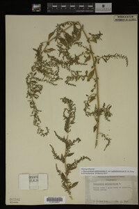 Image Associated With the Occurrence