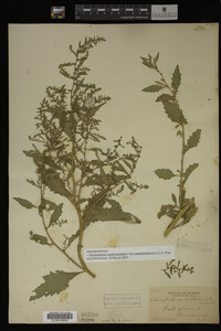 Image Associated With the Occurrence