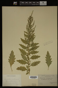 Image Associated With the Occurrence