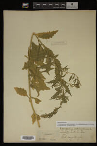 Image Associated With the Occurrence