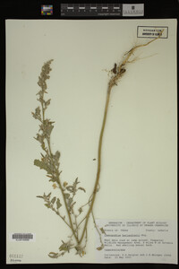 Image Associated With the Occurrence