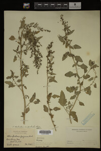 Image Associated With the Occurrence