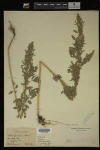 Image Associated With the Occurrence
