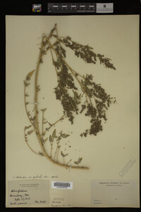 Image Associated With the Occurrence