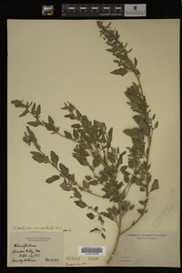 Image Associated With the Occurrence