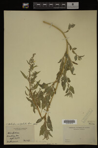 Image Associated With the Occurrence