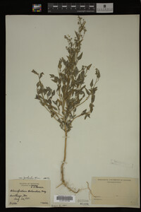 Image Associated With the Occurrence