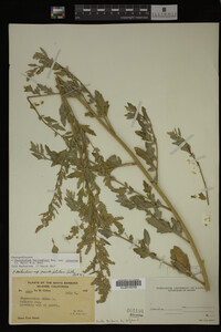 Image Associated With the Occurrence