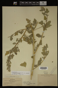 Image Associated With the Occurrence
