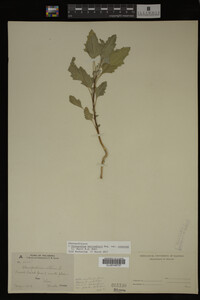 Image Associated With the Occurrence