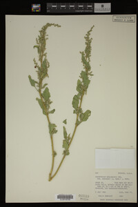 Image Associated With the Occurrence