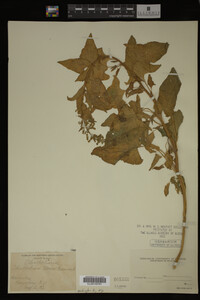 Image Associated With the Occurrence