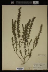 Image Associated With the Occurrence