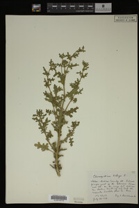 Image Associated With the Occurrence