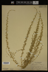 Image Associated With the Occurrence
