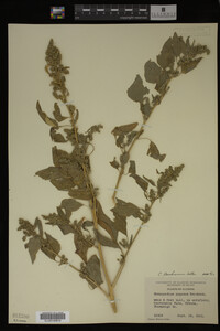 Image Associated With the Occurrence