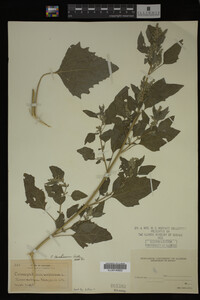 Image Associated With the Occurrence