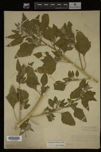 Image Associated With the Occurrence