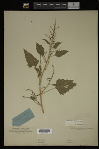 Image Associated With the Occurrence