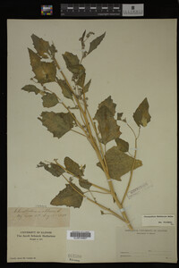 Image Associated With the Occurrence
