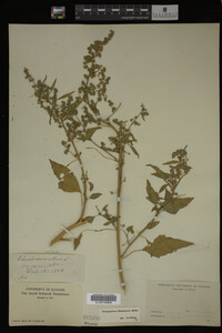 Image Associated With the Occurrence