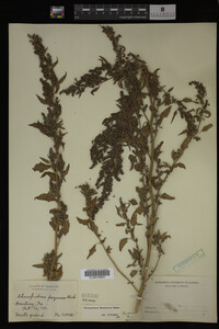 Image Associated With the Occurrence