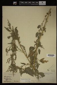 Image Associated With the Occurrence