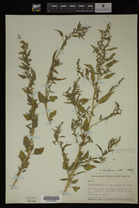 Image Associated With the Occurrence