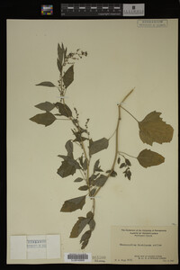 Image Associated With the Occurrence