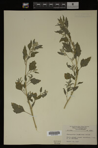 Image Associated With the Occurrence