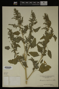 Image Associated With the Occurrence
