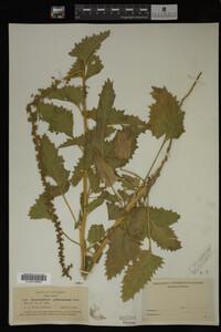 Image Associated With the Occurrence